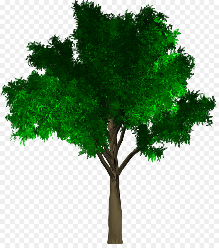 Arbre，Succursales PNG