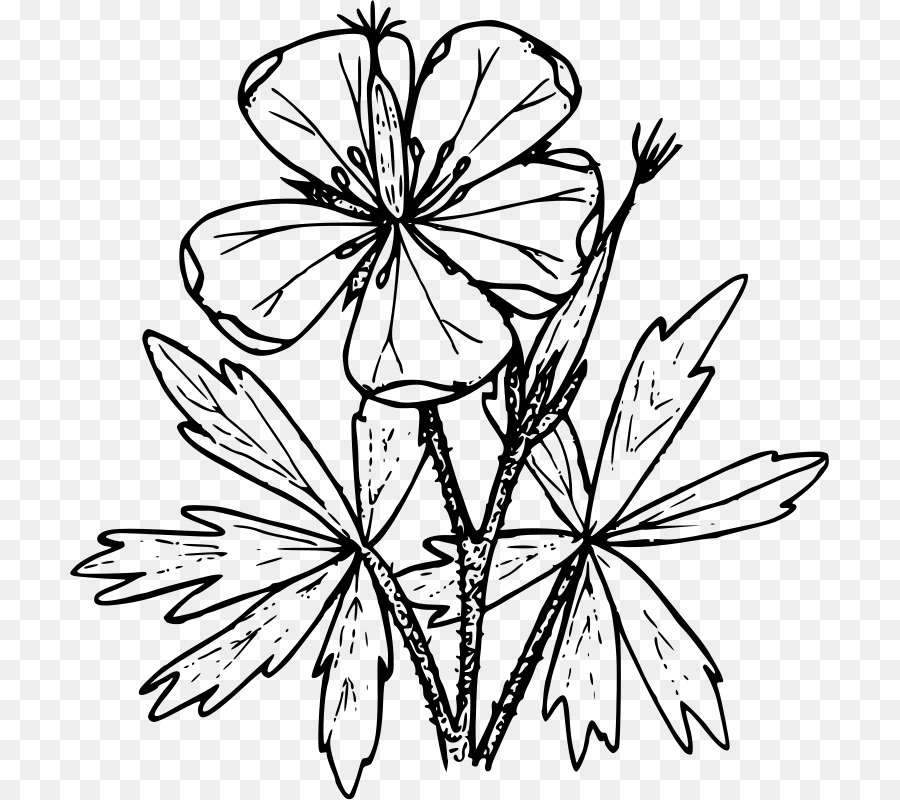 Croquis De Fleurs，Dessin PNG