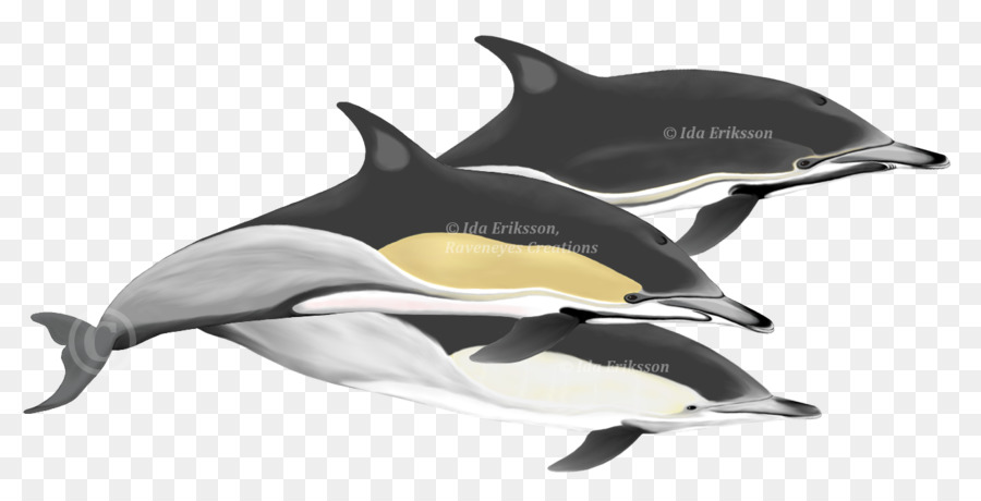 Dauphins，Natation PNG