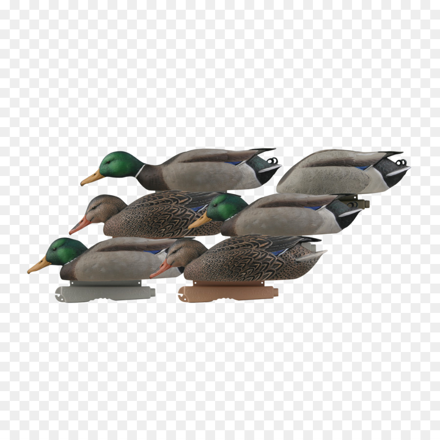 Mallard，Canard PNG