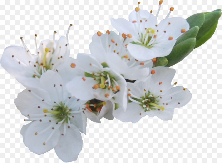 Fleur De Cerisier，Bifurquer PNG