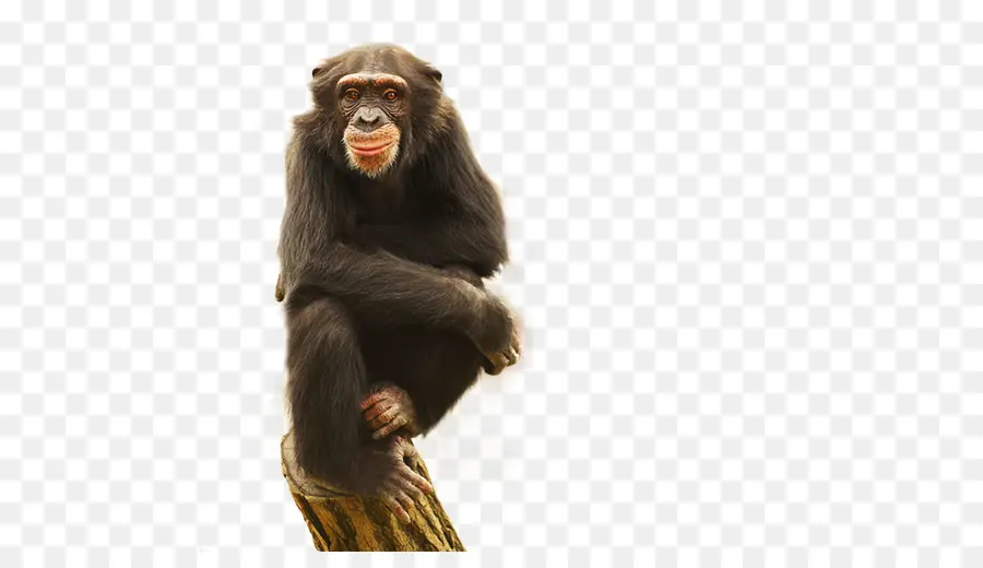 Chimpanzé，Primate PNG