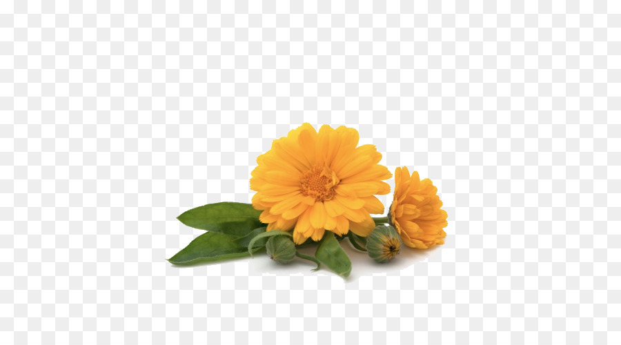 Fleur，Jaune PNG