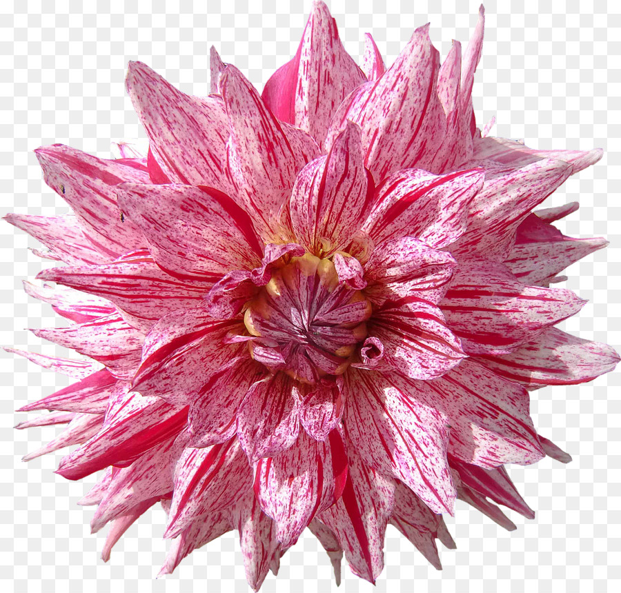 Dahlia，Fleur PNG