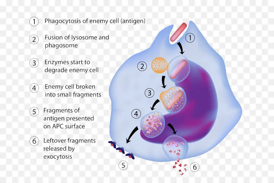 Processus De Phagocytose，Immunitaire PNG