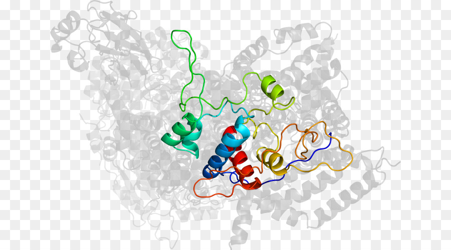 Structure Des Protéines，Molécule PNG