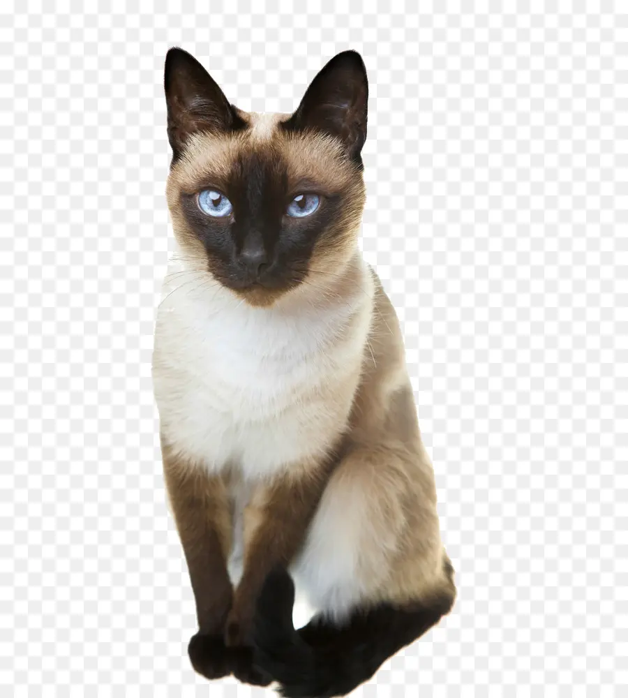 Chat Siamois，Animal De Compagnie PNG