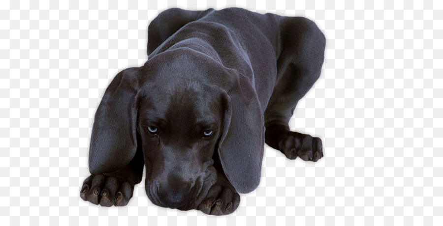 Labrador Retriever，Blingee PNG