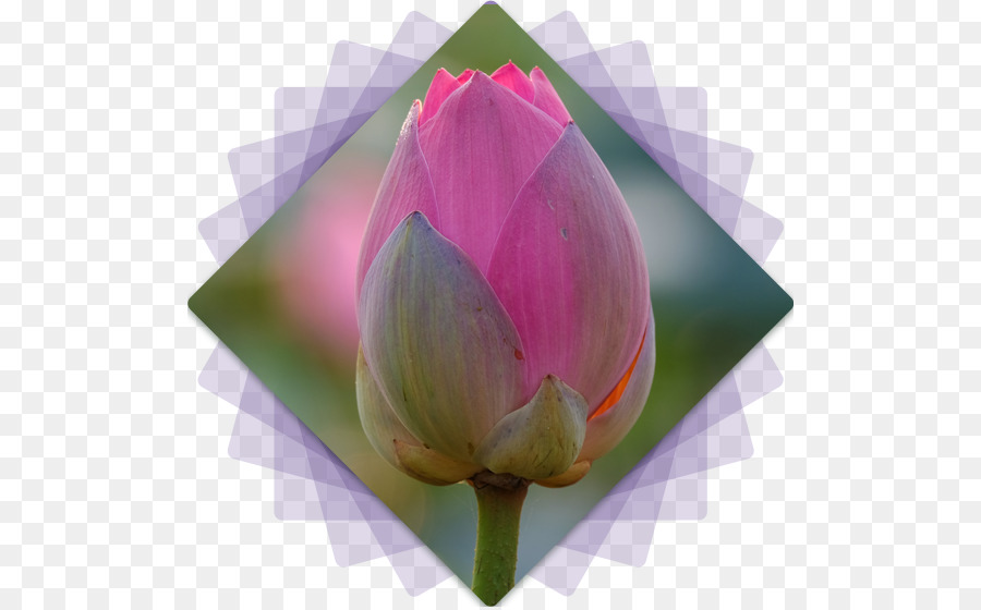 Fleur De Lotus Rose，Floraison PNG