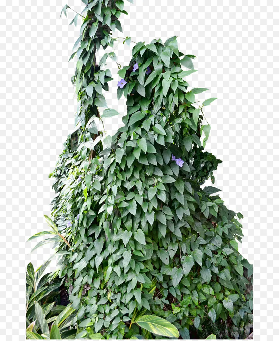 Plante à Feuilles Vertes，Feuillage PNG