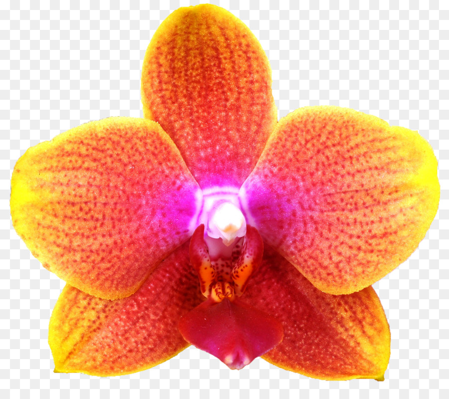 Fleurs D'orchidées，Orchidée PNG