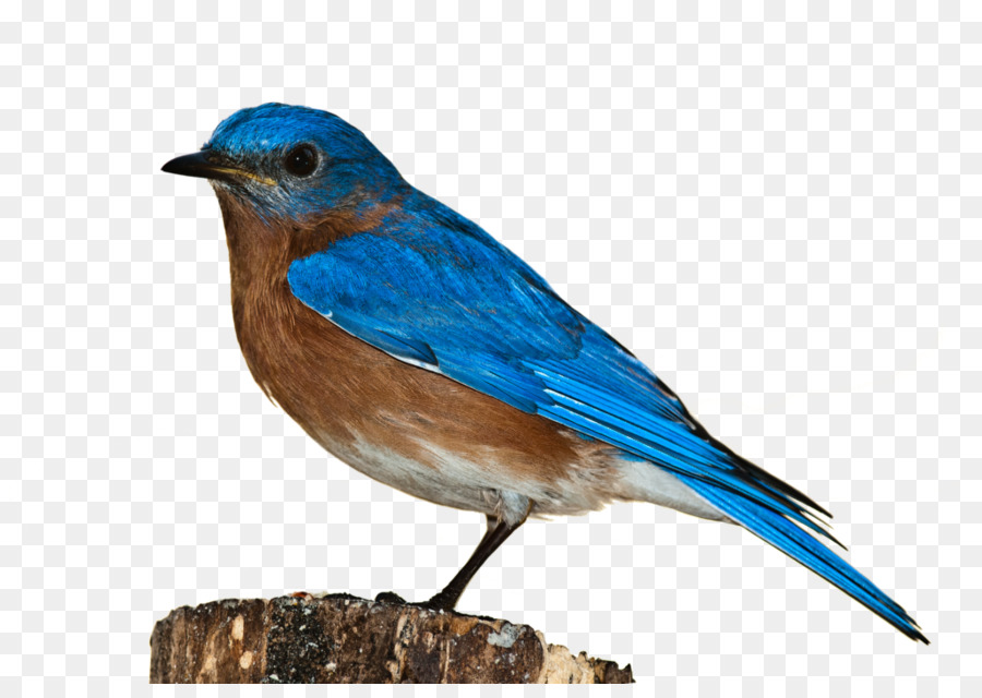 Oiseau Bleu，Plumes PNG