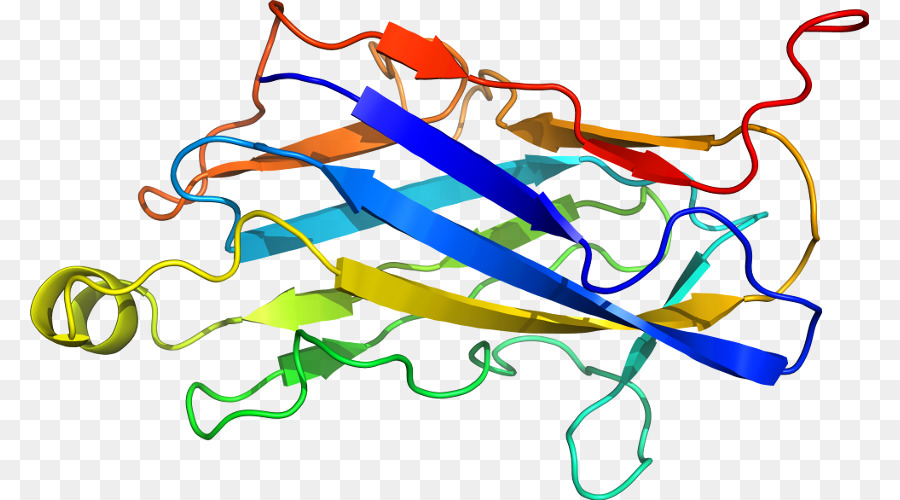 Structure Des Protéines，Biologie PNG