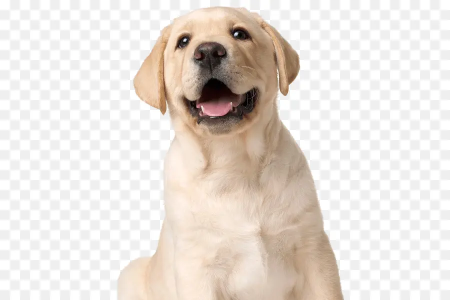 Golden Retriever，Animal De Compagnie PNG