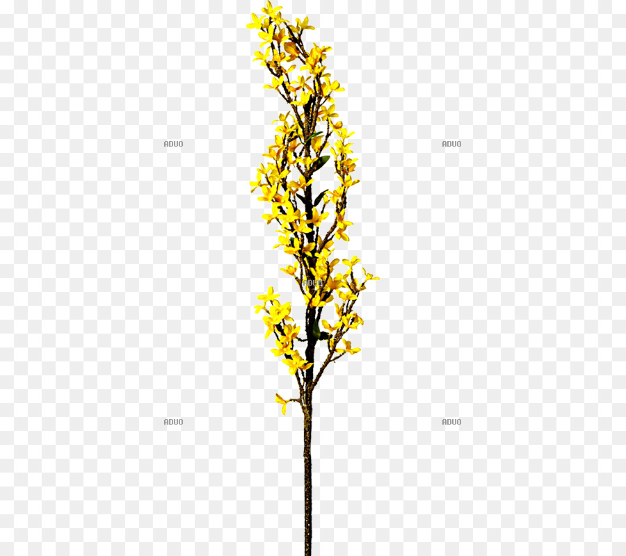 Branche De Fleurs Jaunes，Usine PNG