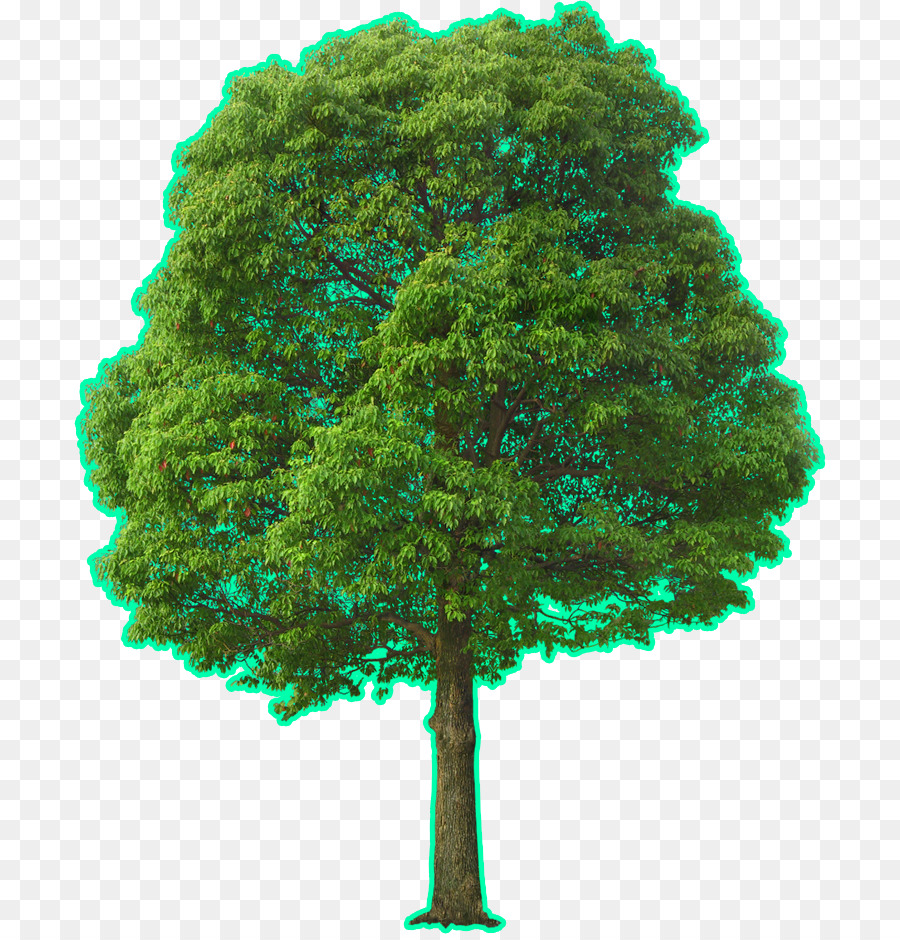 Arbre Vert，Feuilles PNG