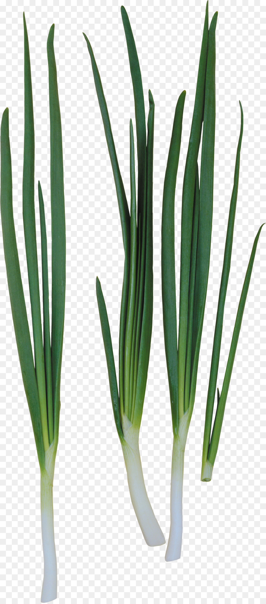 Oignons Verts，Frais PNG