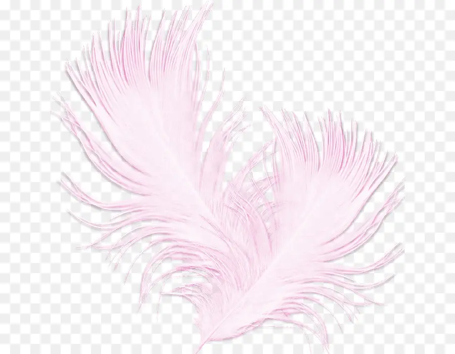 Plumes，Blanc PNG