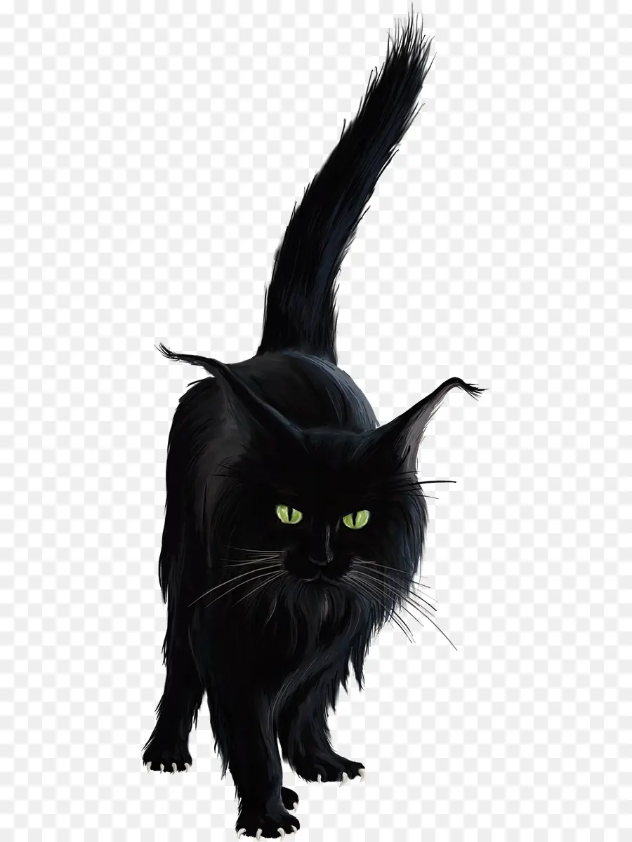 Chat Noir，Félin PNG