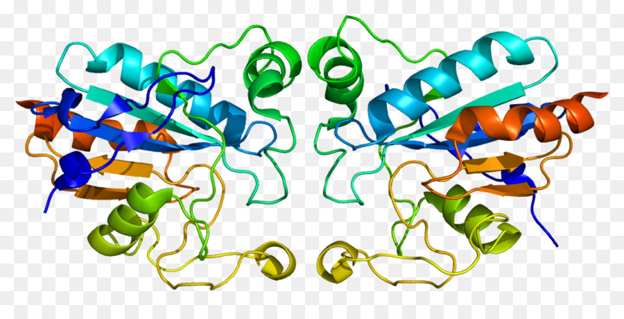 Structure Des Protéines，Molécule PNG