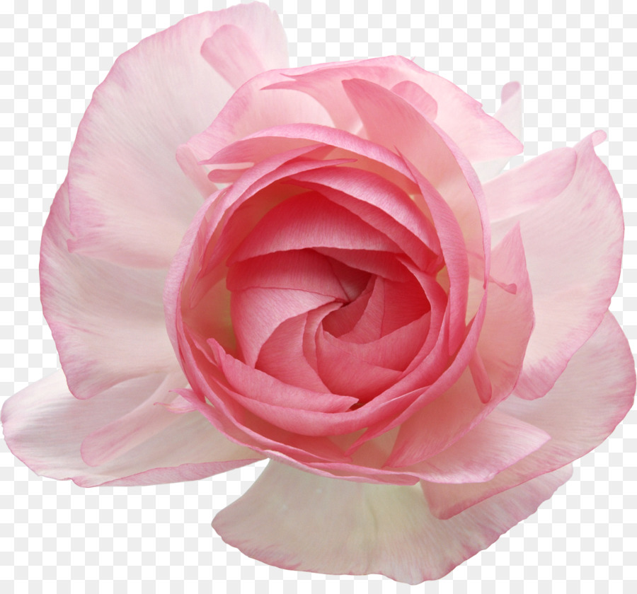 Rose Rose，Fleurir PNG