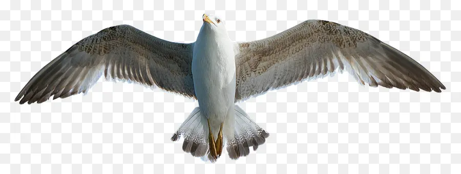 Mouette Volante，Ailes PNG