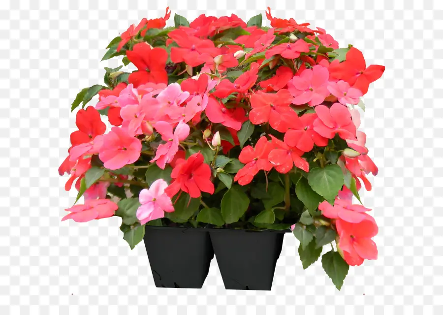 Fleurs，Rouge PNG