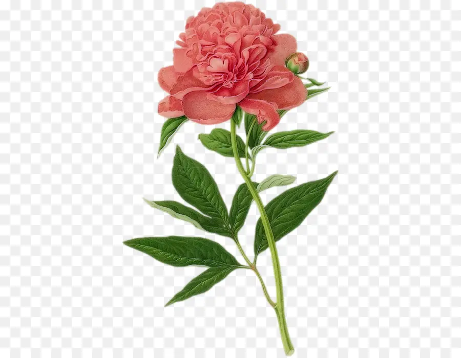 Fleur Rose，Fleur PNG