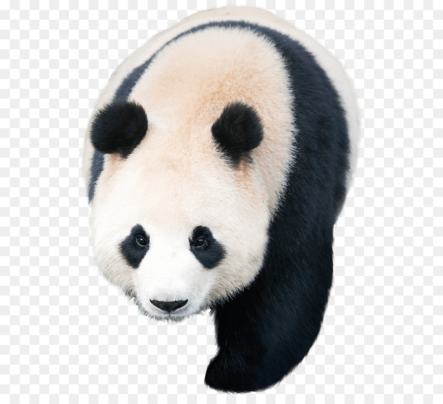 Panda，Ours PNG