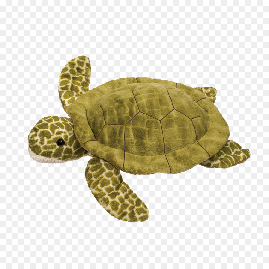 Tortue，Coquille PNG