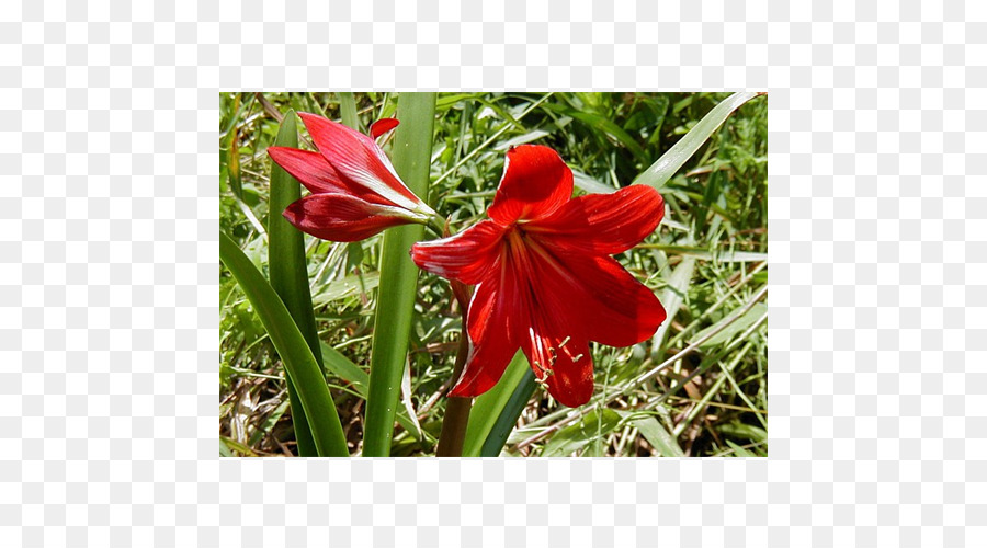 Amaryllis，Crinum PNG