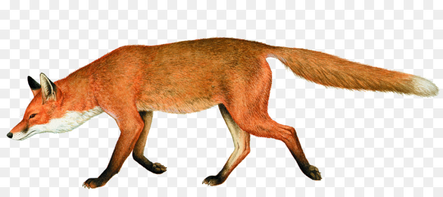 Renard，Faune PNG