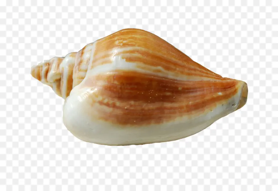 Coquillage，Coquille PNG