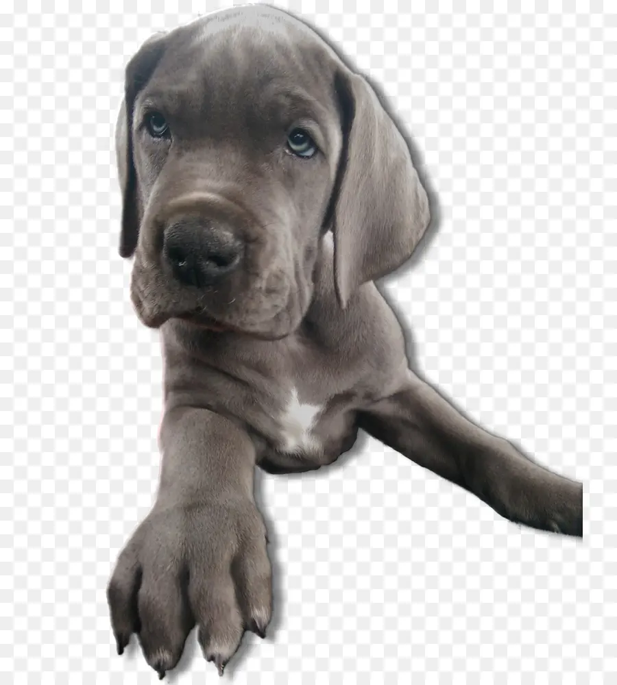 Chiot，Chien PNG