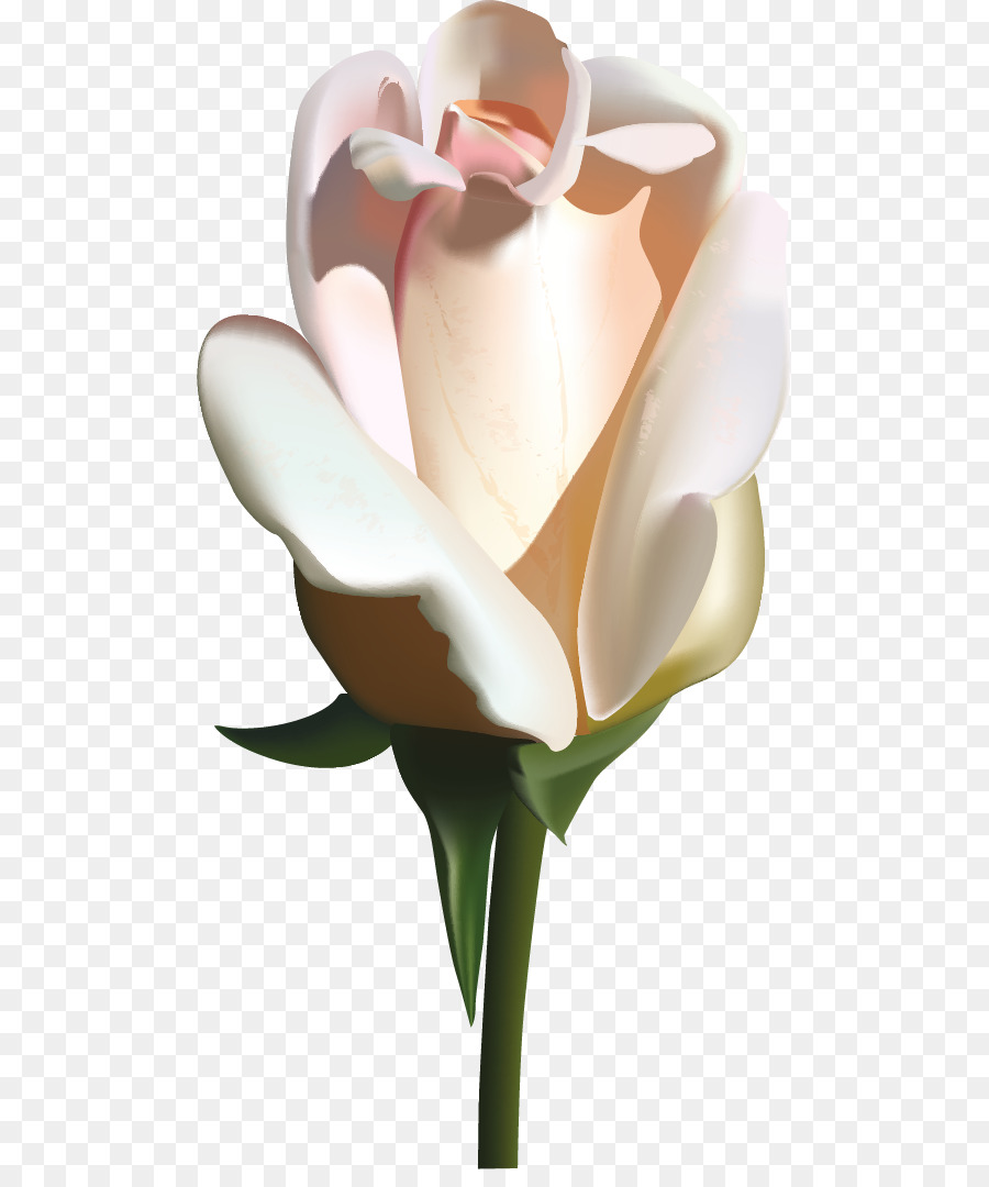 Tulipe，Floraison PNG