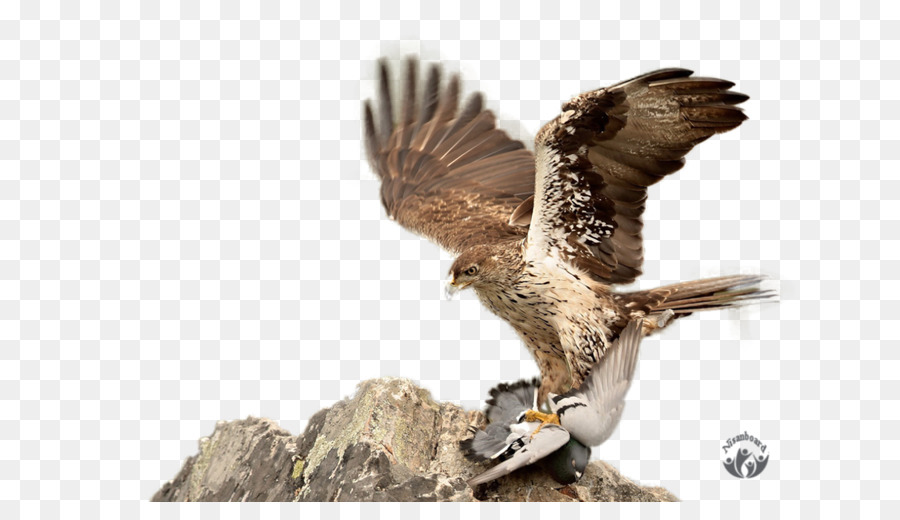 Hawk，Aigle PNG