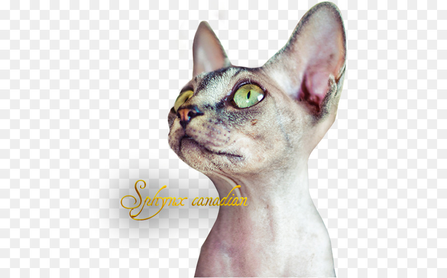 Chat Sphynx，Devon Rex PNG