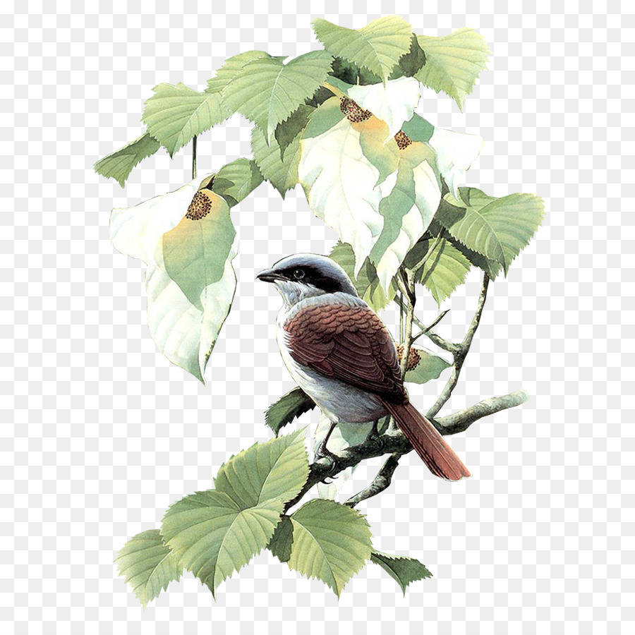 Oiseau，Feuilles PNG