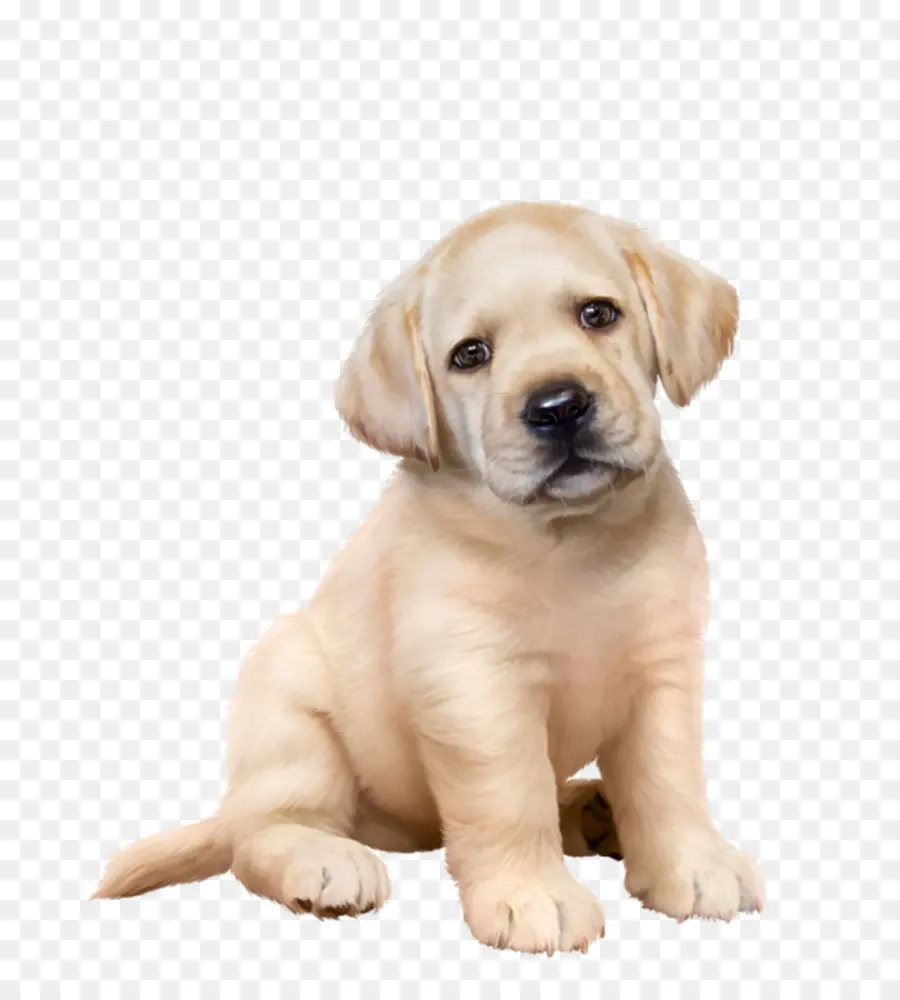 Chiot，Chien PNG