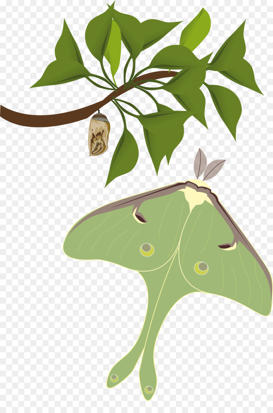 Papillon De Lune，Bifurquer PNG