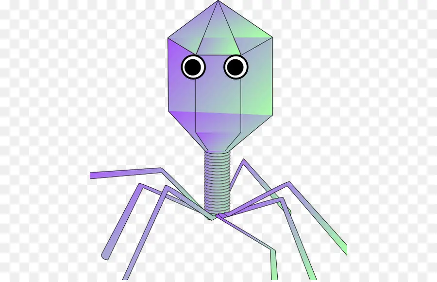 Bactériophage，Virus PNG