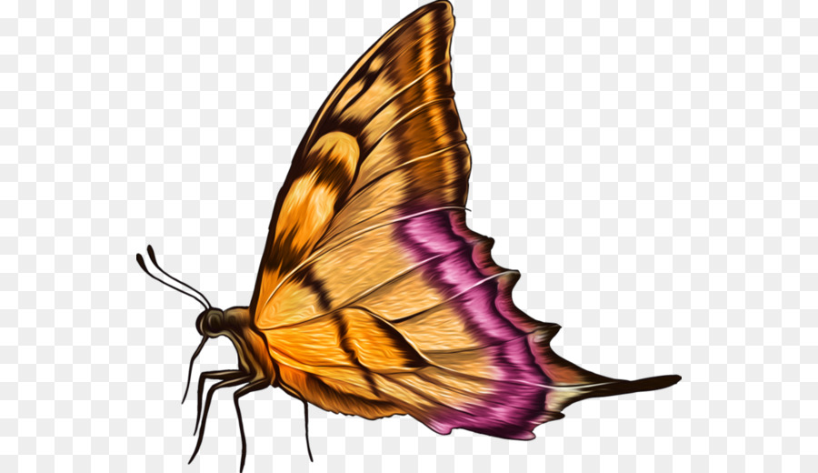 Papillon Marron，Ailes PNG