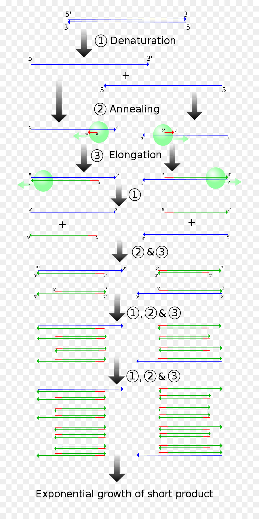 Processus Pcr，Adn PNG