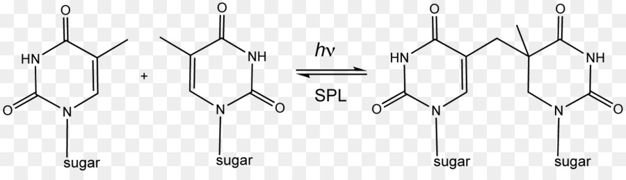 Structure Chimique，Acide Lactique PNG