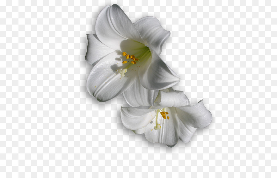 Fleurs Blanches，Lis PNG