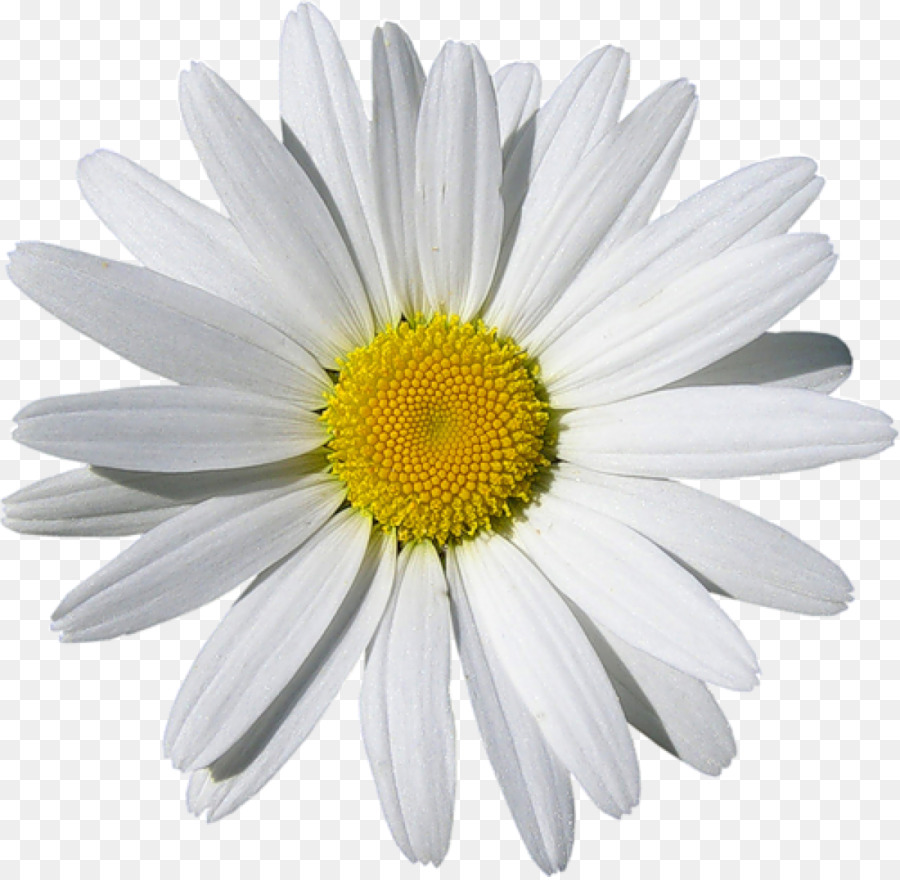 Marguerite Blanche，Marguerite PNG