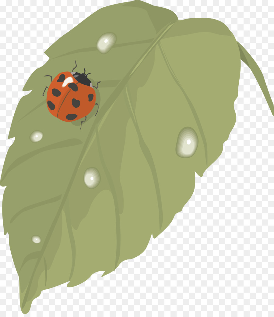 Coccinelles，Feuille PNG