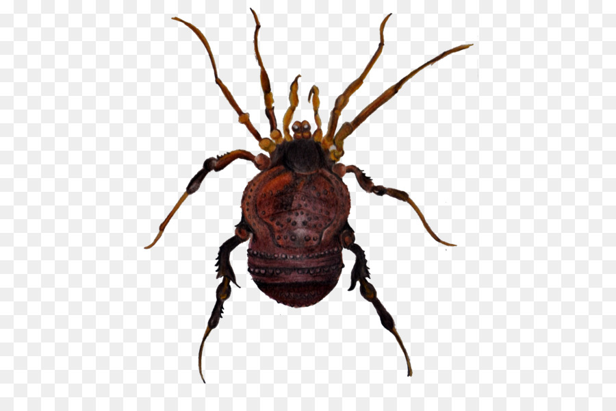 Insecte，Bogue PNG