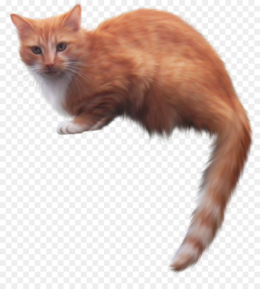 Chat，Animal De Compagnie PNG