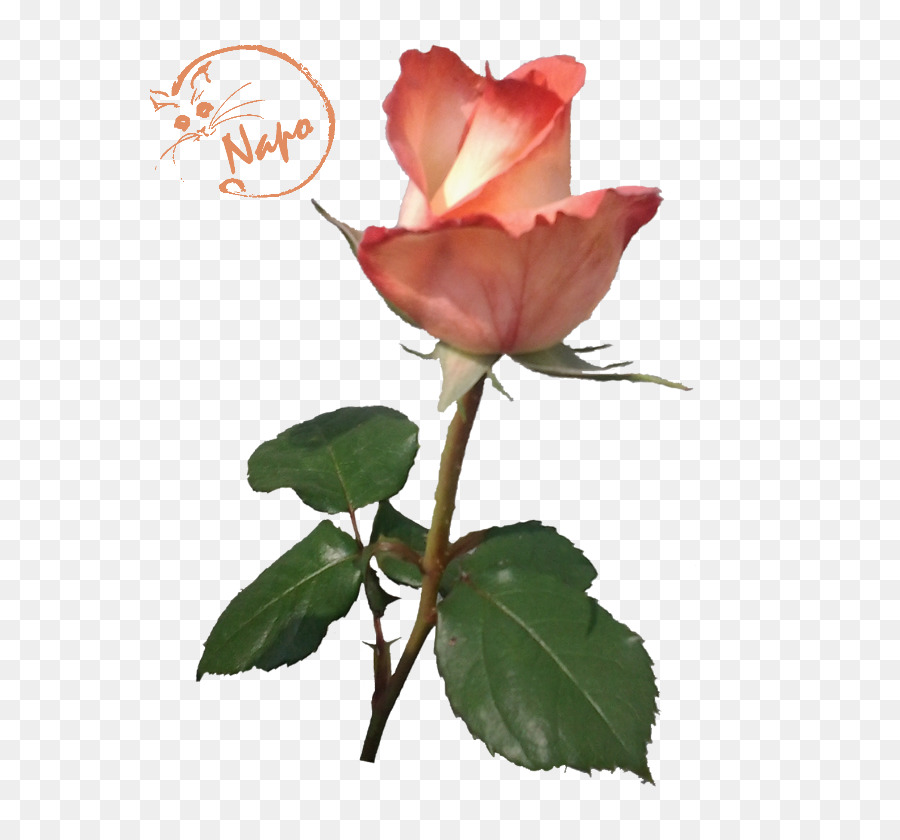 Rose Rose，Floraison PNG